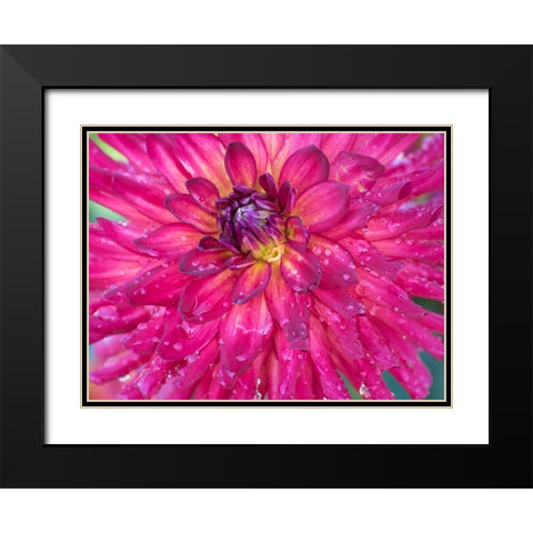 Oregon-Canby-Swam Island Dahlias-Dahlia flower close-ups Black Modern Wood Framed Art Print with Double Matting by Gulin, Sylvia