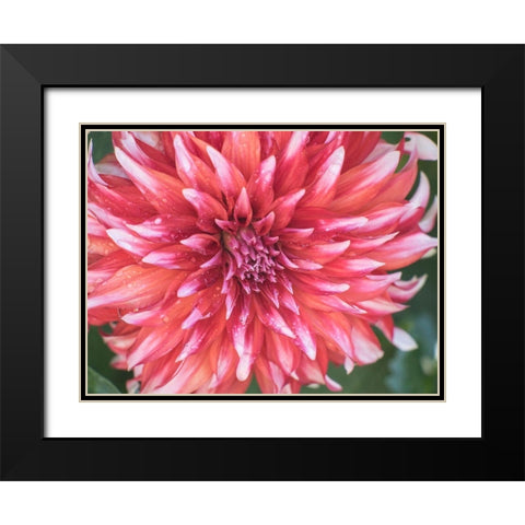 Oregon-Canby-Swam Island Dahlias-Dahlia flower close-ups Black Modern Wood Framed Art Print with Double Matting by Gulin, Sylvia