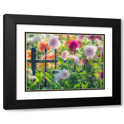 Oregon-Canby-Swam Island Dahlias-Dahlia flower garden in full color Black Modern Wood Framed Art Print with Double Matting by Gulin, Sylvia