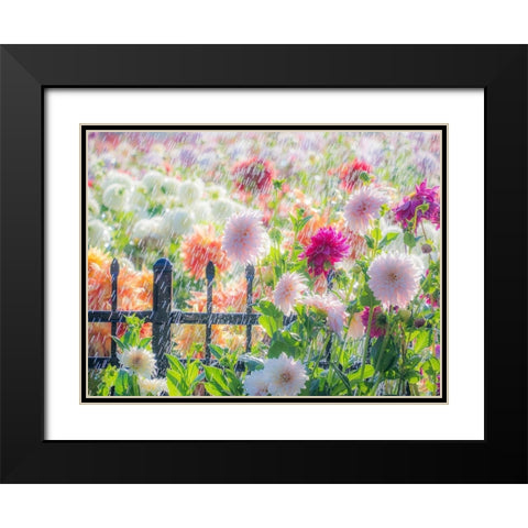 Oregon-Canby-Swan Island Dahlias-water coming down on flowers Black Modern Wood Framed Art Print with Double Matting by Gulin, Sylvia
