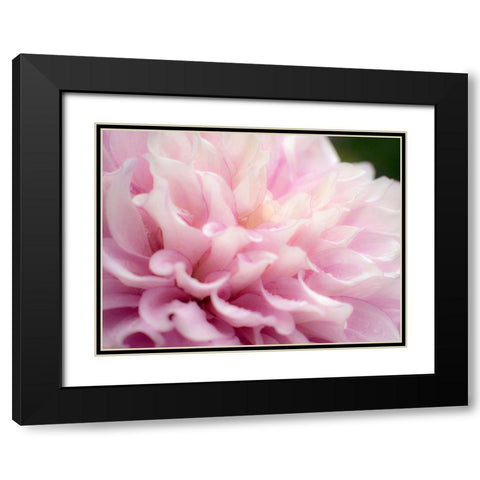 Oregon-Canby-Swan Island Dahlia farm with close-ups of flowering Dahlia Black Modern Wood Framed Art Print with Double Matting by Gulin, Sylvia