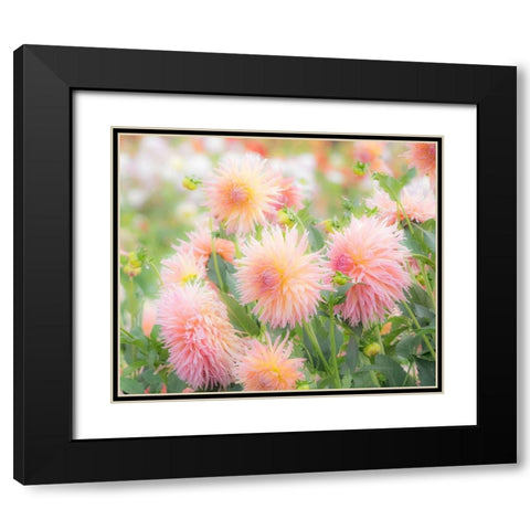 Oregon-Canby-Swam Island Dahlias-Dahlia flower garden in full color Black Modern Wood Framed Art Print with Double Matting by Gulin, Sylvia