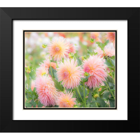 Oregon-Canby-Swam Island Dahlias-Dahlia flower garden in full color Black Modern Wood Framed Art Print with Double Matting by Gulin, Sylvia