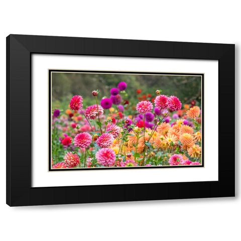 Oregon-Canby-Swam Island Dahlias-Dahlia flower garden in full color Black Modern Wood Framed Art Print with Double Matting by Gulin, Sylvia