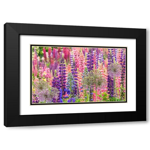 Oregon-Salem-colorful garden with Russell Lupine and Allium in full bloom Black Modern Wood Framed Art Print with Double Matting by Gulin, Sylvia