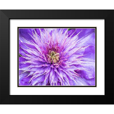 Oregon-Salem close-up of purple blooming Clematis flower Black Modern Wood Framed Art Print with Double Matting by Gulin, Sylvia