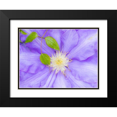 Oregon-Salem close-up of purple blooming Clematis flower Black Modern Wood Framed Art Print with Double Matting by Gulin, Sylvia
