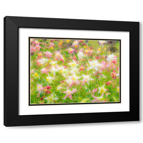 Oregon-Salem-Columbine in display garden Black Modern Wood Framed Art Print with Double Matting by Gulin, Sylvia
