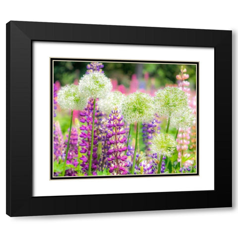 Oregon-Salem-colorful garden with Russell Lupine and Allium in full bloom Black Modern Wood Framed Art Print with Double Matting by Gulin, Sylvia