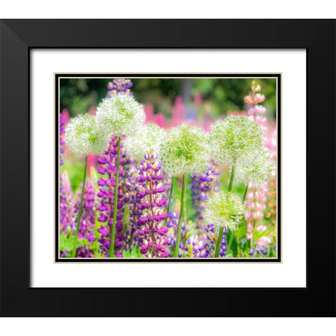 Oregon-Salem-colorful garden with Russell Lupine and Allium in full bloom Black Modern Wood Framed Art Print with Double Matting by Gulin, Sylvia