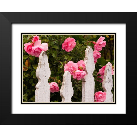 Oregon-Cannon Beach with gardens and white picket fences and pink roses Black Modern Wood Framed Art Print with Double Matting by Gulin, Sylvia