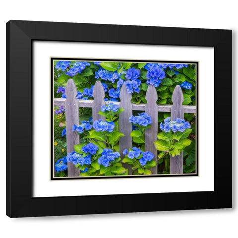 Oregon-Cannon Beach-Northwest Hydrangea bloom Picket fence Black Modern Wood Framed Art Print with Double Matting by Gulin, Sylvia