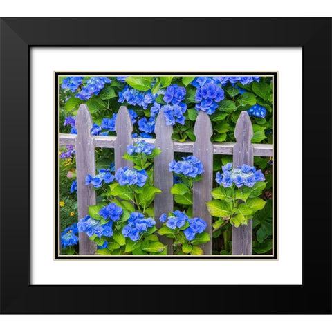 Oregon-Cannon Beach-Northwest Hydrangea bloom Picket fence Black Modern Wood Framed Art Print with Double Matting by Gulin, Sylvia