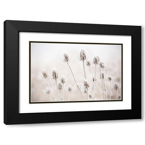 Oregon-Eugene-mornings frost on teasel Black Modern Wood Framed Art Print with Double Matting by Gulin, Sylvia