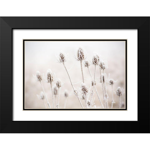 Oregon-Eugene-mornings frost on teasel Black Modern Wood Framed Art Print with Double Matting by Gulin, Sylvia
