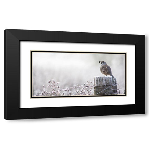Oregon-Eugene-mornings frost fence post and California Quail Black Modern Wood Framed Art Print with Double Matting by Gulin, Sylvia