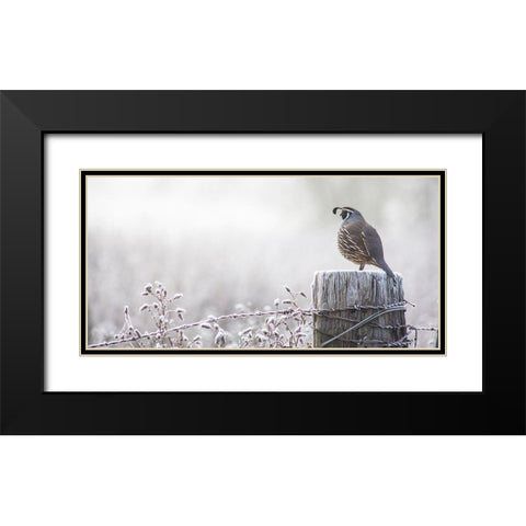 Oregon-Eugene-mornings frost fence post and California Quail Black Modern Wood Framed Art Print with Double Matting by Gulin, Sylvia