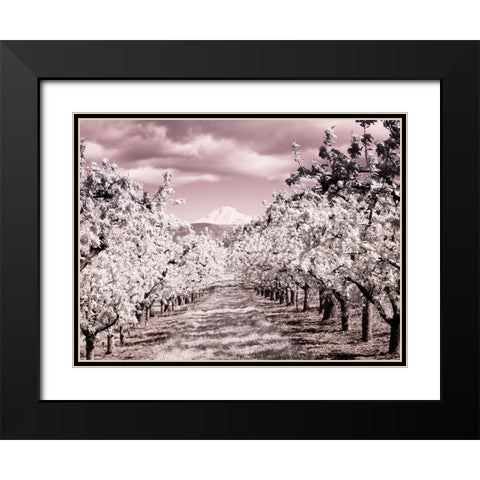 USA-Oregon-Columbia Gorge Infrared of Spring orchards and Mount Rainier Black Modern Wood Framed Art Print with Double Matting by Eggers, Terry