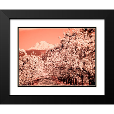 USA-Oregon-Columbia Gorge Infrared of Spring orchards and Mount Rainier Black Modern Wood Framed Art Print with Double Matting by Eggers, Terry