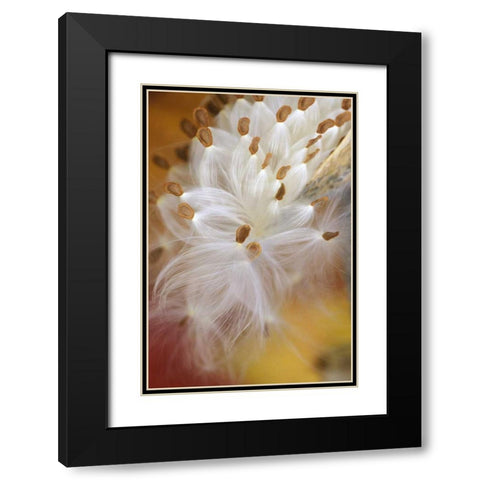 USA, Pennsylvania, Milkweed opening in fall Black Modern Wood Framed Art Print with Double Matting by Rotenberg, Nancy