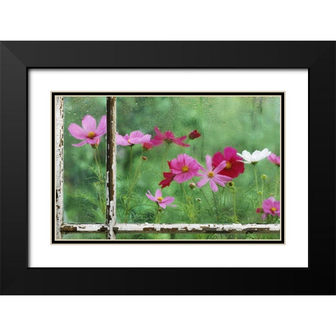 USA, Pennsylvania, Cosmos in Rainy Window Black Modern Wood Framed Art Print with Double Matting by Rotenberg, Nancy