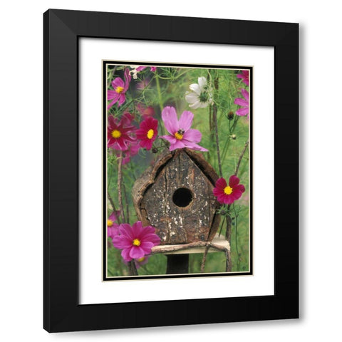 PA, Birdhouse among cosmos flowers with bee Black Modern Wood Framed Art Print with Double Matting by Rotenberg, Nancy