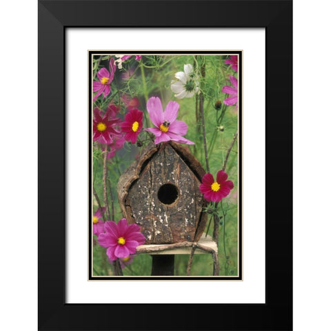 PA, Birdhouse among cosmos flowers with bee Black Modern Wood Framed Art Print with Double Matting by Rotenberg, Nancy
