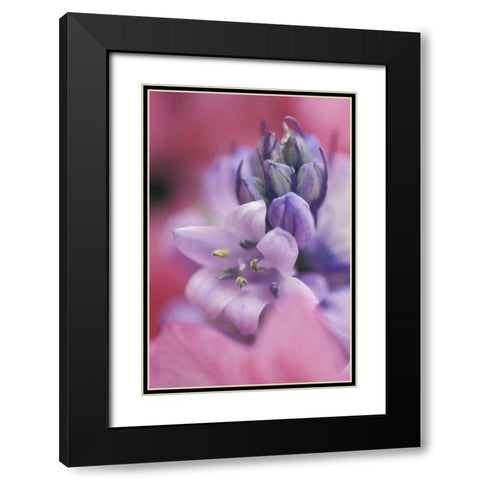 USA, Pennsylvania, Hyacinth close-up Black Modern Wood Framed Art Print with Double Matting by Rotenberg, Nancy
