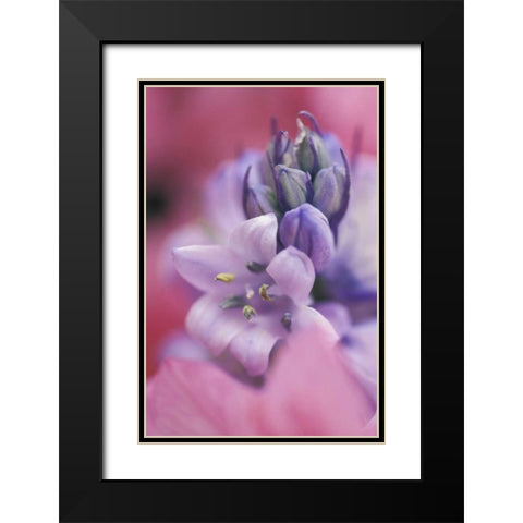 USA, Pennsylvania, Hyacinth close-up Black Modern Wood Framed Art Print with Double Matting by Rotenberg, Nancy