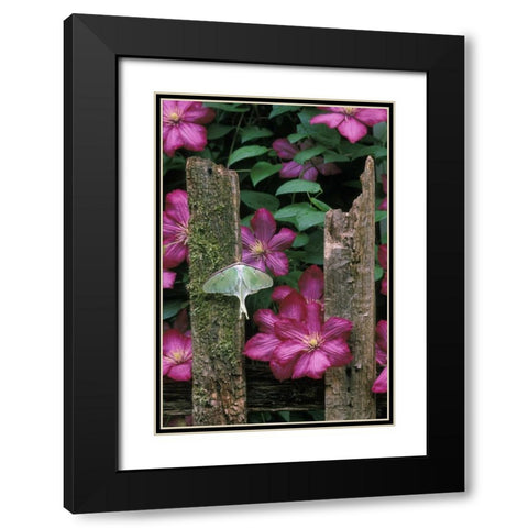 PA, Luna moth on fence with pink clematis flowers Black Modern Wood Framed Art Print with Double Matting by Rotenberg, Nancy
