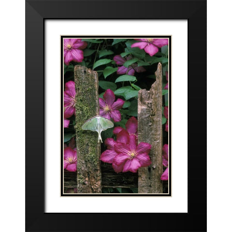 PA, Luna moth on fence with pink clematis flowers Black Modern Wood Framed Art Print with Double Matting by Rotenberg, Nancy
