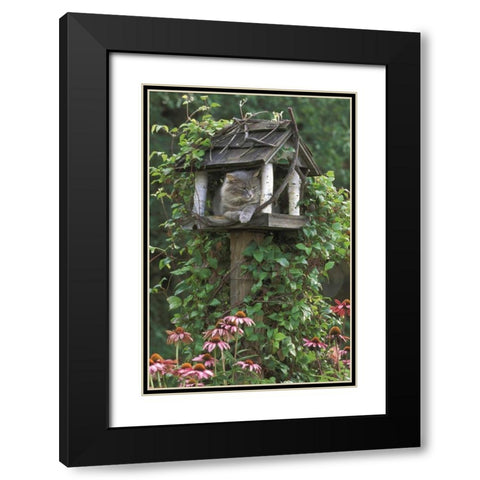 PA, Cat in birdfeeder amid flowers Black Modern Wood Framed Art Print with Double Matting by Rotenberg, Nancy