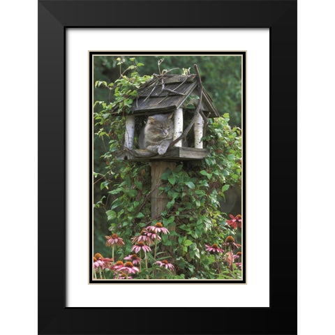 PA, Cat in birdfeeder amid flowers Black Modern Wood Framed Art Print with Double Matting by Rotenberg, Nancy