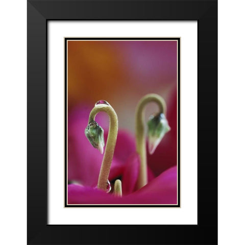 USA, Pennsylvania Cyclamen with water drop Black Modern Wood Framed Art Print with Double Matting by Rotenberg, Nancy