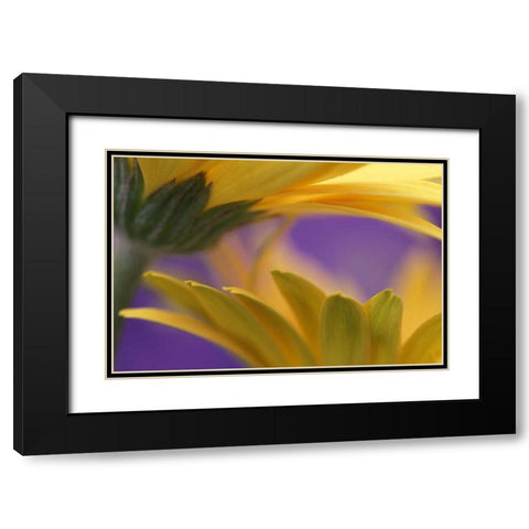 Pennsylvania Yellow Gerbera Daisies Black Modern Wood Framed Art Print with Double Matting by Rotenberg, Nancy