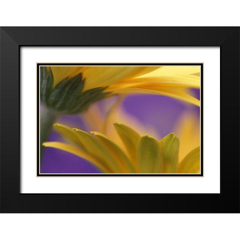 Pennsylvania Yellow Gerbera Daisies Black Modern Wood Framed Art Print with Double Matting by Rotenberg, Nancy