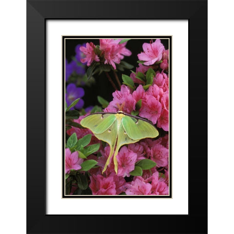 USA, Pennsylvania, Luna moth on pink azaleas Black Modern Wood Framed Art Print with Double Matting by Rotenberg, Nancy