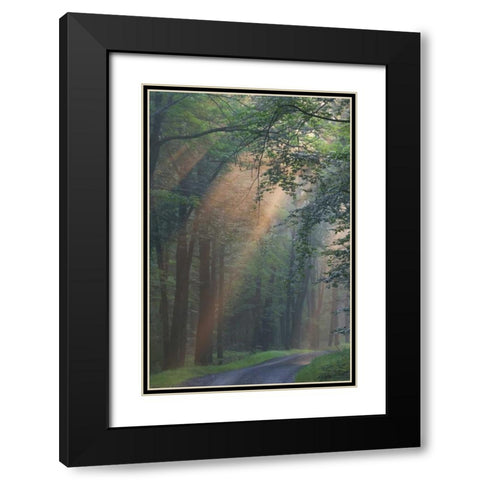 PA, Light rays streaming through a forest Black Modern Wood Framed Art Print with Double Matting by Anon, Ellen