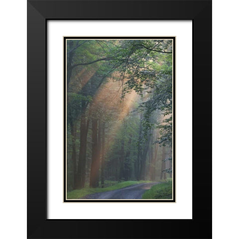 PA, Light rays streaming through a forest Black Modern Wood Framed Art Print with Double Matting by Anon, Ellen