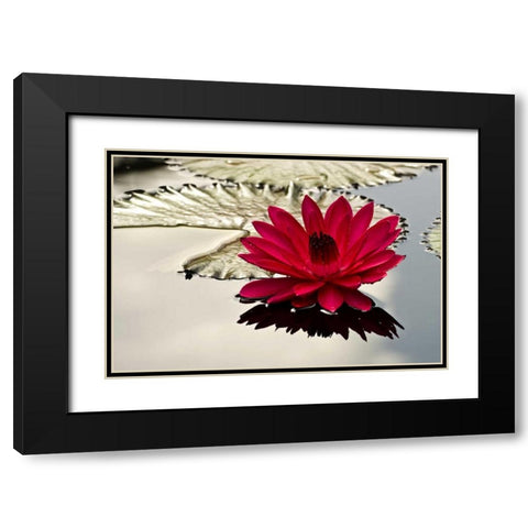 PA, Philadelphia Water lily on garden pond Black Modern Wood Framed Art Print with Double Matting by OBrien, Jay