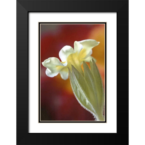 PA, Philadelphia Primrose at the Nature Center Black Modern Wood Framed Art Print with Double Matting by OBrien, Jay