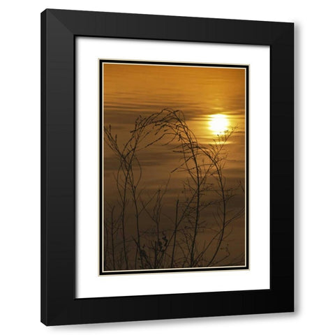 PA, Philadelphia, Sunset reflection on lake Black Modern Wood Framed Art Print with Double Matting by OBrien, Jay