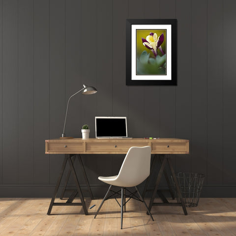 PA, Philadelphia Columbine at the Nature Center Black Modern Wood Framed Art Print with Double Matting by OBrien, Jay