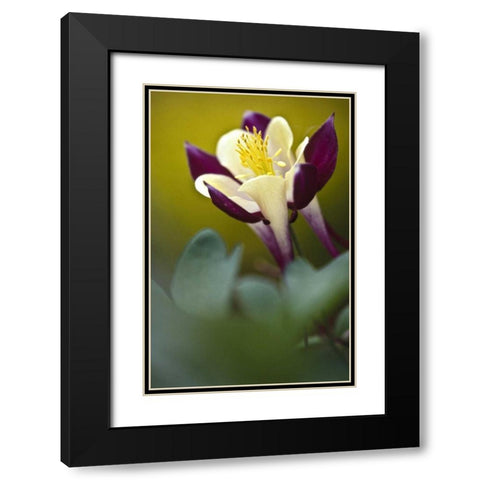 PA, Philadelphia Columbine at the Nature Center Black Modern Wood Framed Art Print with Double Matting by OBrien, Jay