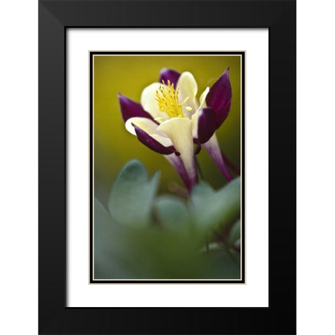 PA, Philadelphia Columbine at the Nature Center Black Modern Wood Framed Art Print with Double Matting by OBrien, Jay