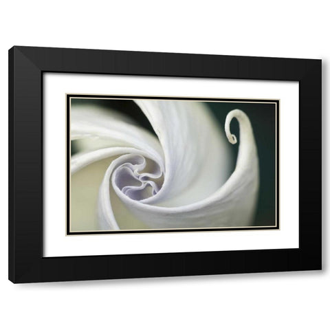 USA, Pennsylvania Datura flower close-up Black Modern Wood Framed Art Print with Double Matting by Rotenberg, Nancy