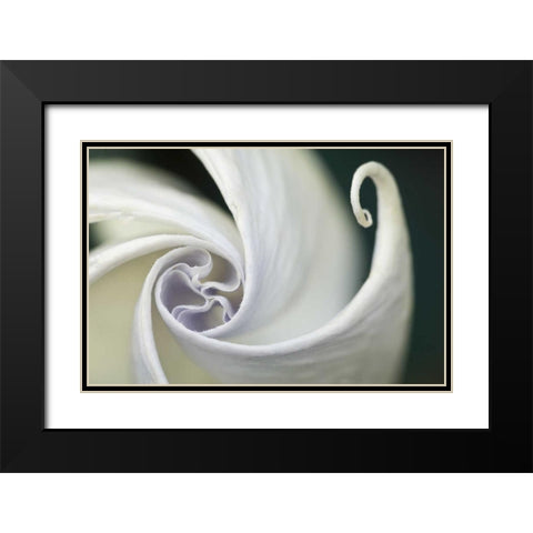 USA, Pennsylvania Datura flower close-up Black Modern Wood Framed Art Print with Double Matting by Rotenberg, Nancy
