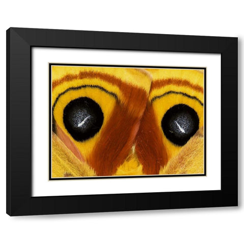 Pennsylvania Close-up of saturnia moth wings Black Modern Wood Framed Art Print with Double Matting by Rotenberg, Nancy