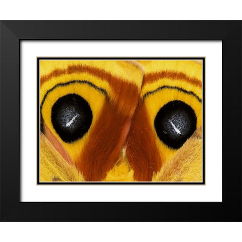 Pennsylvania Close-up of saturnia moth wings Black Modern Wood Framed Art Print with Double Matting by Rotenberg, Nancy