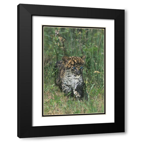 PA, African leopard cub walking in tall grass Black Modern Wood Framed Art Print with Double Matting by Welling, Dave